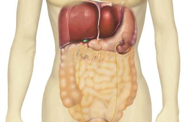 Inventata la “bio milza”: un dispositivo magnetico che potrebbe estrarre elementi nocivi dal sangue, aiutando i pazienti con infezioni