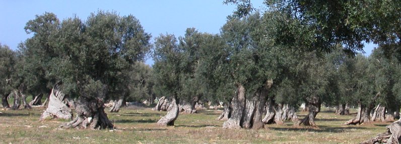 Puglia: il ritorno alla campagna potrebbe salvare ambiente ed occupazione