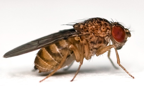 Non solo emergenza xylella. Specie “aliene” invadono i nostri ecosistemi