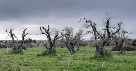 Legambiente: «Xylella. Interventi urgenti contro la distruzione degli ulivi»