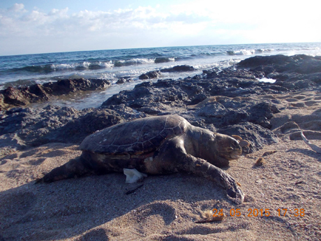 Torre Ovo (marina di Torricella, Taranto). Trovato un altro esemplare adulto di tartaruga della specie  “caretta – caretta” in avanzato stato di decomposizione