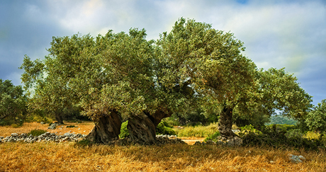 Xylella: estate torrida ma piante meno malate