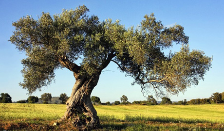 Anche in Gran Bretagna è Xylella fobia