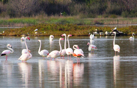 Torre Colimena (marina di Manduria).  “LE SALINE RITROVATE”. Salina Monaci e i fenicotteri rosa