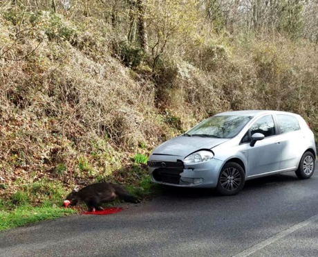 Sinistro stradale a causa del cinghiale? Spetta alla Regione risarcire i danni perché non ha fatto nulla per evitarlo