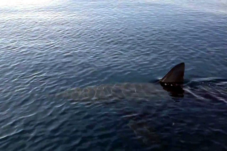 Squalo di circa 2 metri avvistato a pochi metri dalla riva a Lido Pizzo di Gallipoli. Primo avvistamento della stagione di una verdesca così a riva