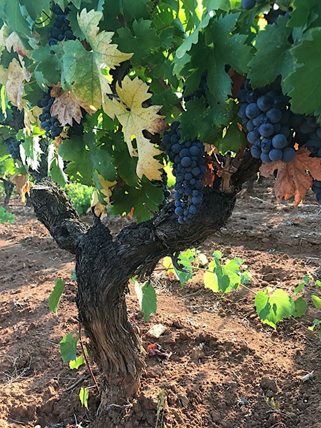 VENDEMMIA 2017. Per il Primitivo di Manduria, uve sane e ottimo grado zuccherino