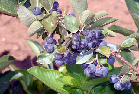 Le bacche di aronia Made in Italy debuttano sugli scaffali della GDO