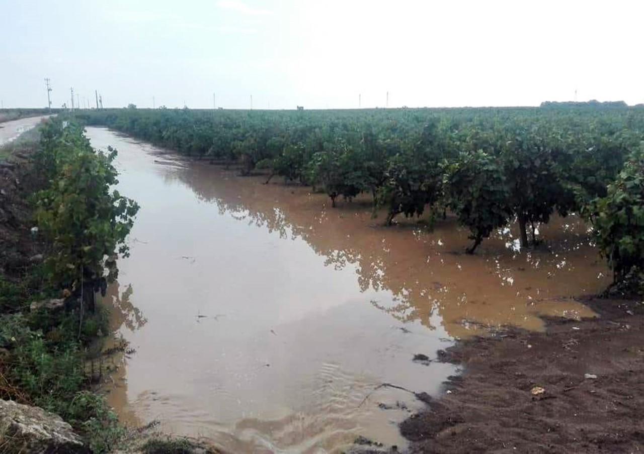 CONFAGRICOLTURA TARANTO. “Ancora impossibile la conta definitiva dei danni in agricoltura”