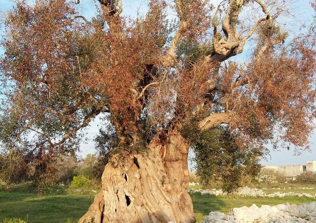 MANDURIA. Oggi, mercoledì 8 maggio, Convegno sulla Xylella fastidiosa. Buone pratiche per prevenirla e contenerla