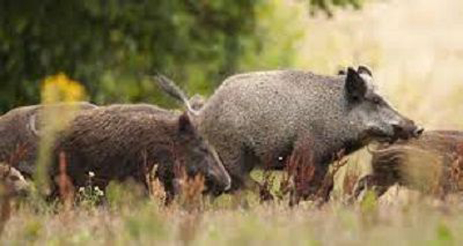 TARANTO. Fauna Selvatica: Cia, con ok in Senato a Risoluzione si va su buona strada